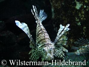 Rotfeuerfisch