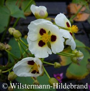 m&auml;nnliche Bl&uuml;ten