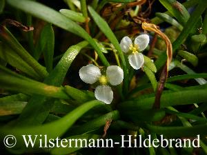 emerse S. subulata