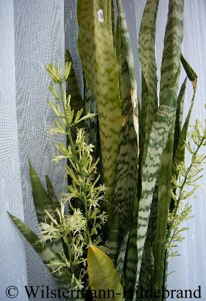 Sansevieria trifasciata