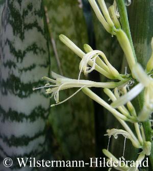 Bl&uuml;ten von Sansevieria trifasciata
