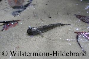 Schlammspringer