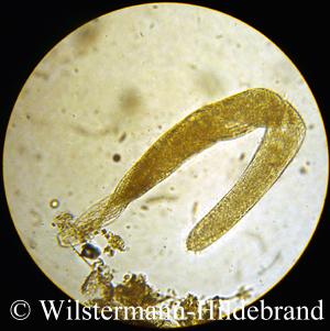 Sprostomum ambiguum