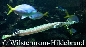 Trompetenfisch