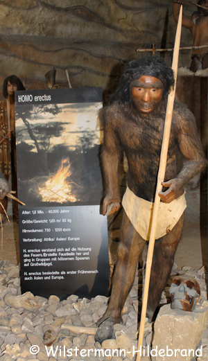 Rekonstruktion eines Homo erectus im Dinopark Münchehagen