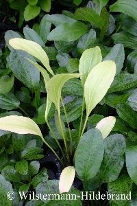 Stickstoffmangel an Echinodorus