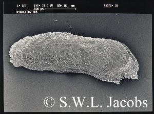 mikroskopische Aufnahme eines Samens