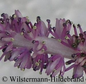 Blüten von Aponogeton capuronii