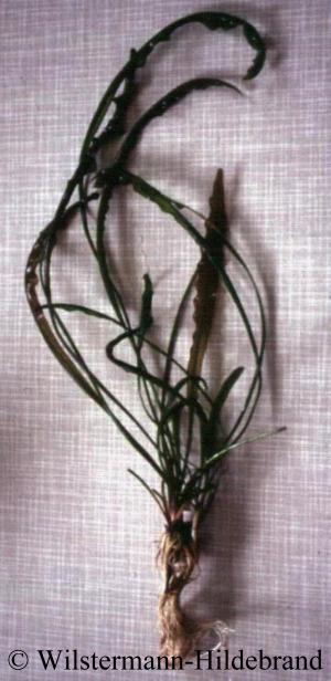 Aponogeton lakhonesis