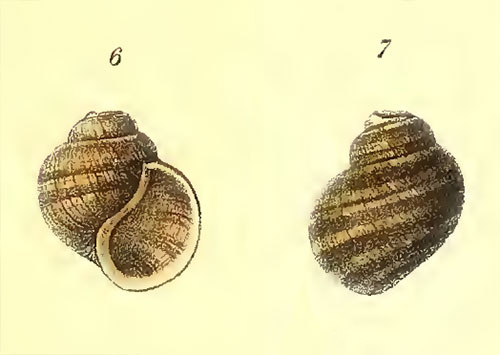 Abbildung Gehäuses von Afropomus balanoidea