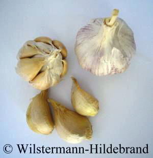 Knoblauch-Arten