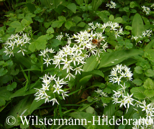 Bärlauch im Wald