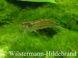 Amanogarnele - Caridina japonica