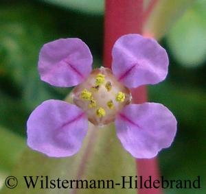 Blüte von Ammannia gracilis