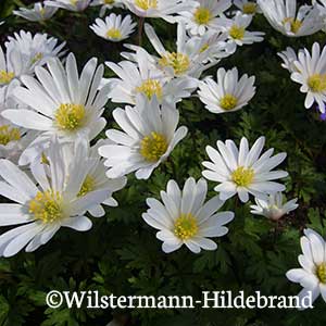 weißes Balkan-Windröschen Anemone blanda