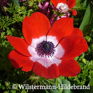 Kronen-Anemone