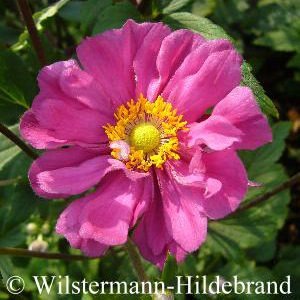 Herbstanmemone 'Bressingham Glow'