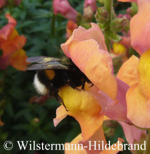 Löwenmäulchen und Hummel