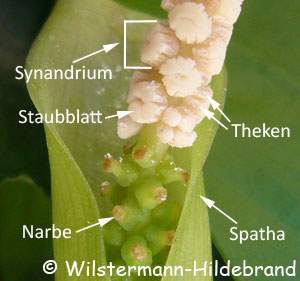 Blütenstand eines Speerblattes