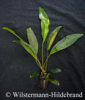 panaschierte Form von Anubias afzelli