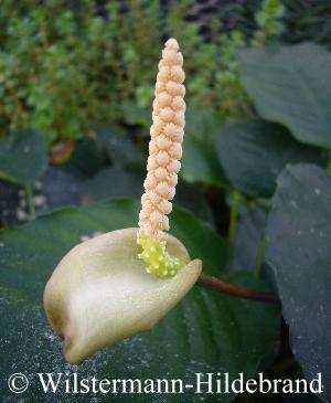 Blütenstand von Anubias barteri var. barteri