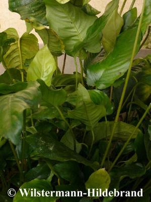 Anubias barteri var. caladifolia