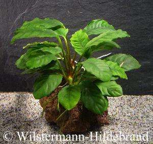 Anubias barteri var. coffeifolia auf Stein