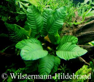 Anubias barteri var. coffeifolia im Aquarium