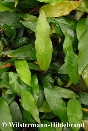 Anubias barteri var. glabra