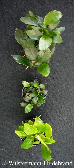 Formen von Anubias barteri var. nana