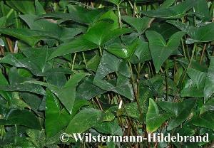 Anubias gracillis = Anubias hederafolius