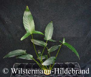 Anubias hastifolia