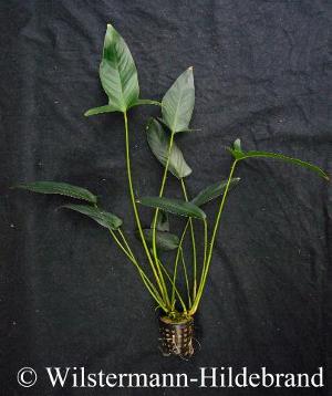 Anubias hastifolia