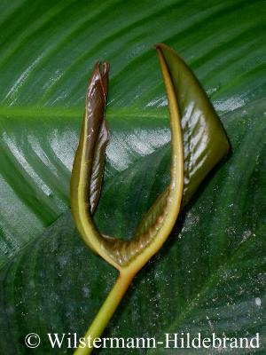 Junges Blatt von Anubias hastifolia