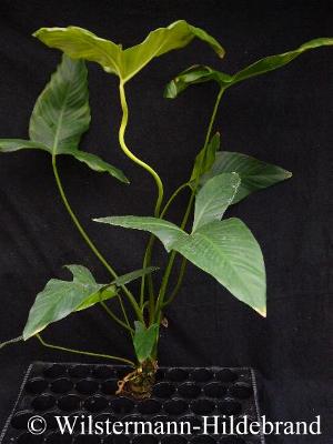 Junges Blatt von Anubias hastifolia