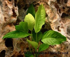 Anubias heterphylla