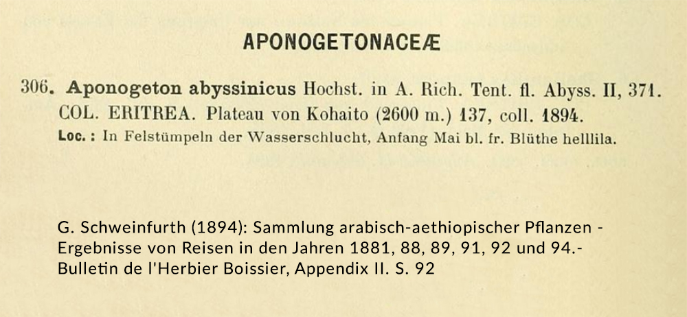 Aponogeton abyssinicus