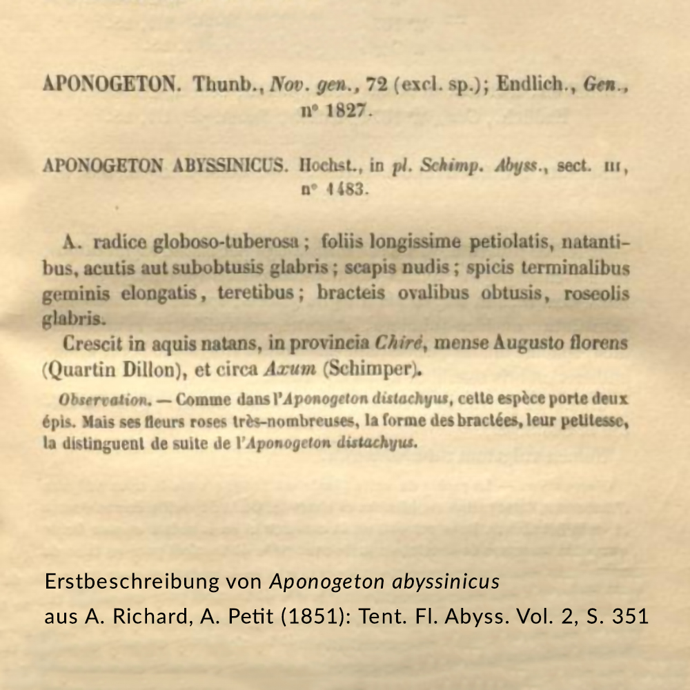 Erstbeschreibung Aponogeton abyssinicus