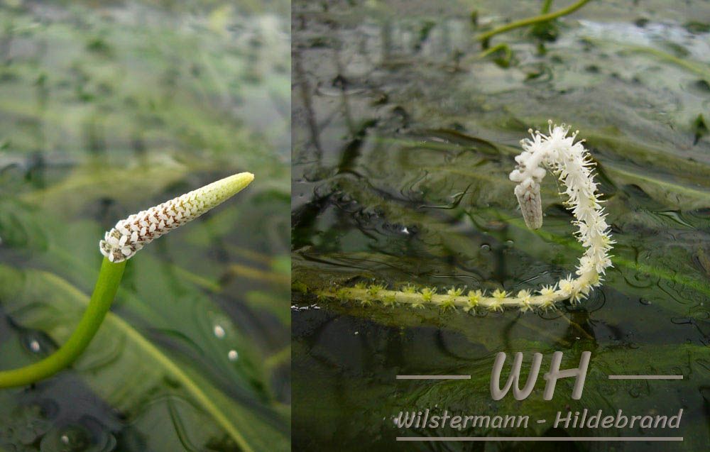 Blütenstand und Fruchtstand von Aponogeton crispus