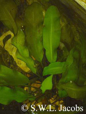 Aponogeton cuneatus im Aquarium