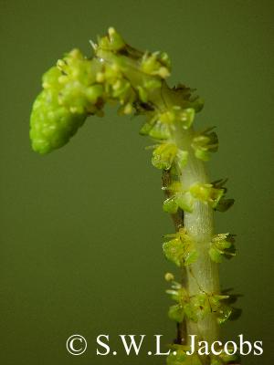 Blütenstand von Aponogeton cuneatus