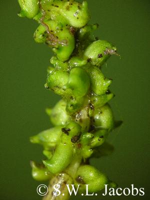 Fruchtstand von Aponogeton cuneatus