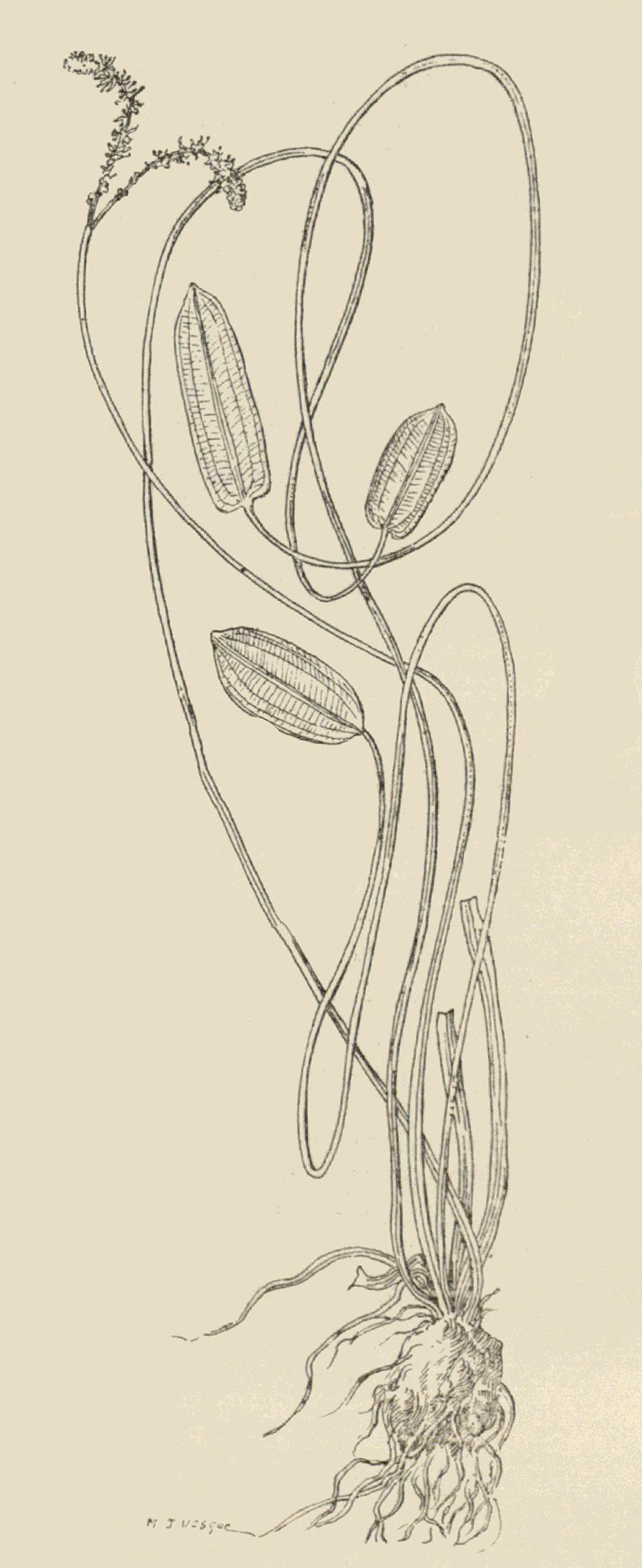 Bild von Aponogeton decaryi aus Jumelle 1936