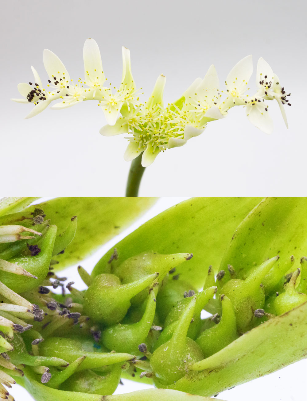 Blütenstand und junge Früchte von Aponogeton distchyos