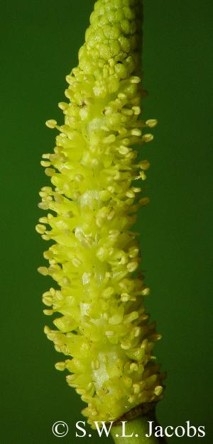 Blüten von Aponogeton elongatus