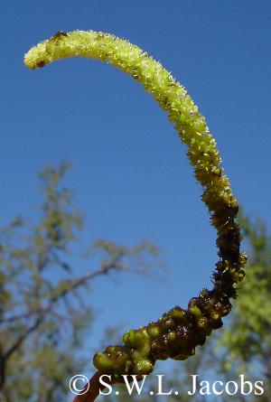 Fruchtstand von Aponogeton euryspermus