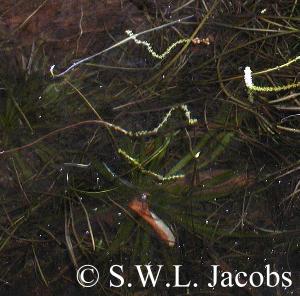 Aponogeton kimberleyensis am Naturstandort