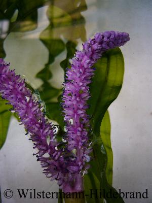 Blütenstand mit zwei violetten Ähren