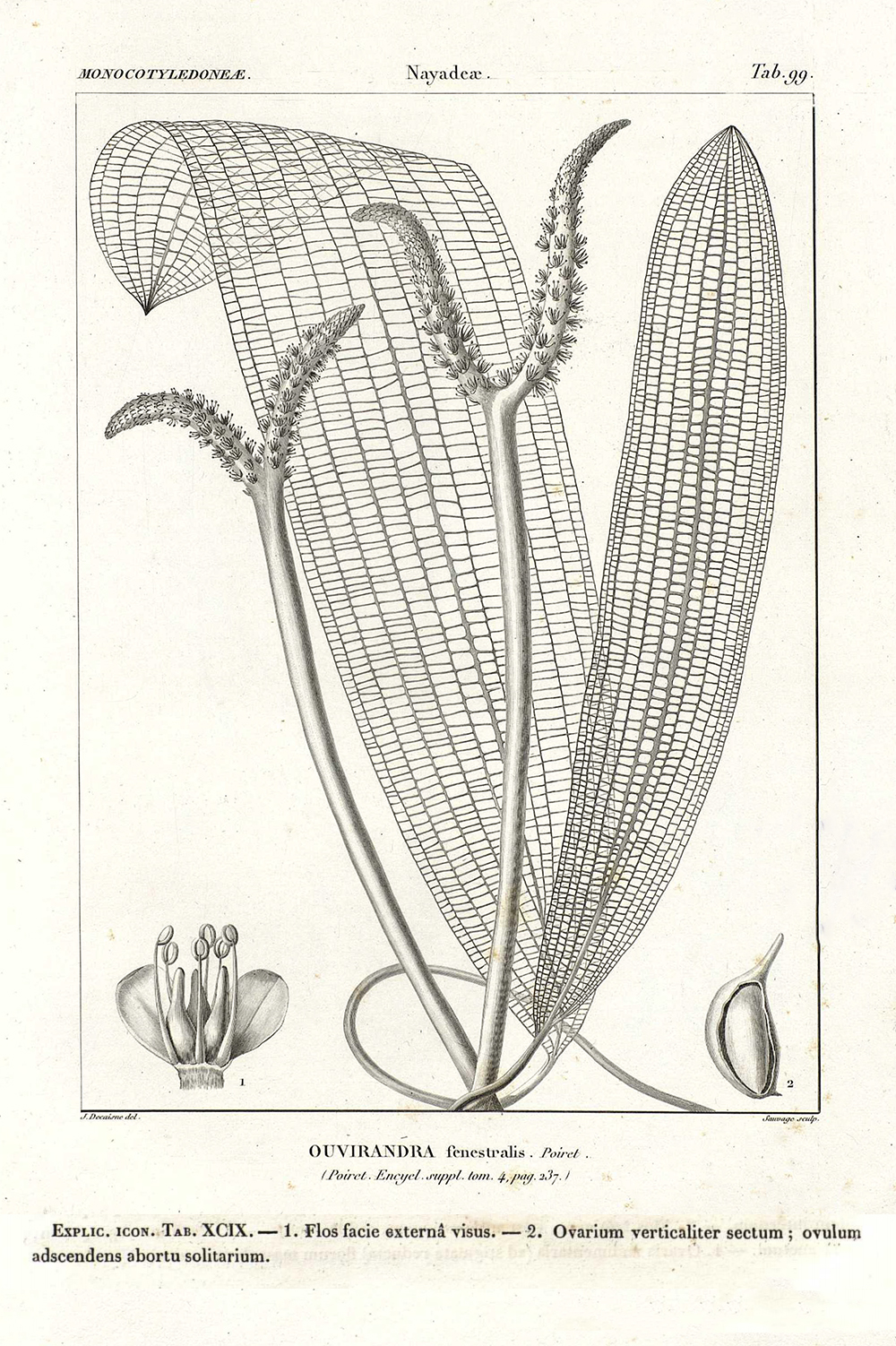 Zeichnung von Aponogeton madagascariensis aus Decaisne 1838