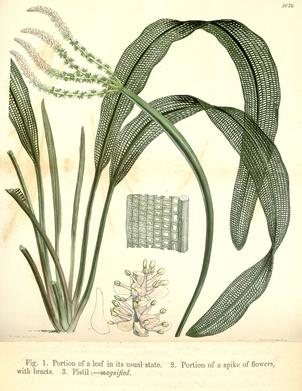 Zeichnung von Aponogeton madagascariensis aus Hooker 1858
